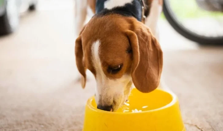 狗狗可以喝什麼