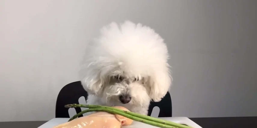 狗狗吃到一點點蔥