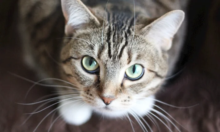 貓咪誤食驅蟲藥