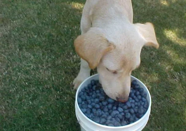 狗狗吃藍莓的好處