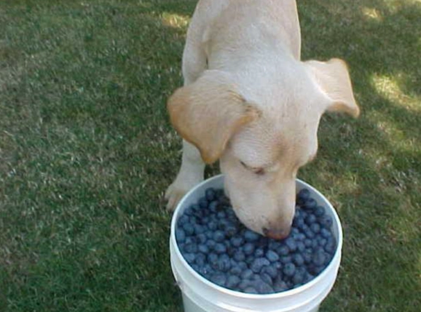 狗狗吃藍莓的好處：完整指南與健康益處大公開