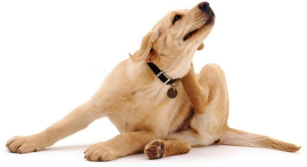 狗狗突然一直甩頭