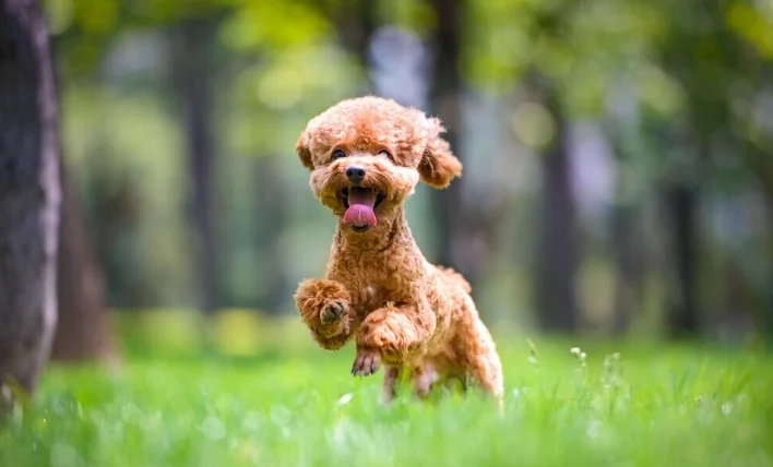 狗狗胰臟炎不吃不喝