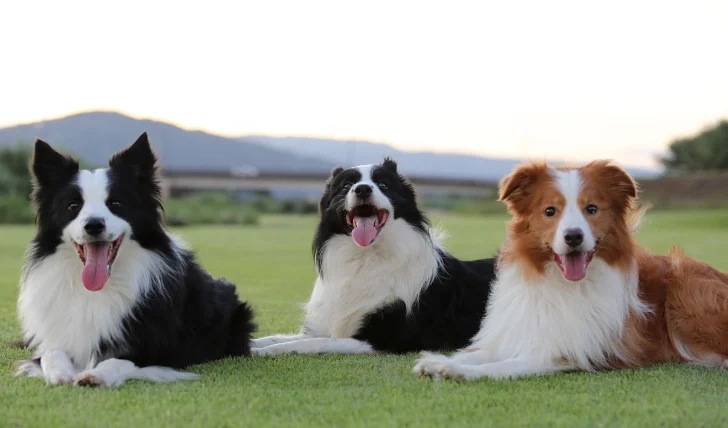 邊境牧羊犬大小
