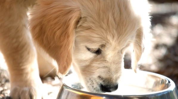 狗狗一直喝水原因