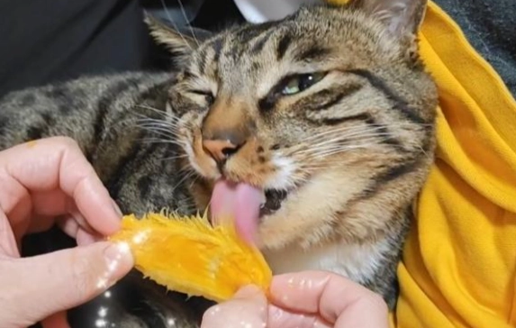 貓咪可以吃芒果嗎