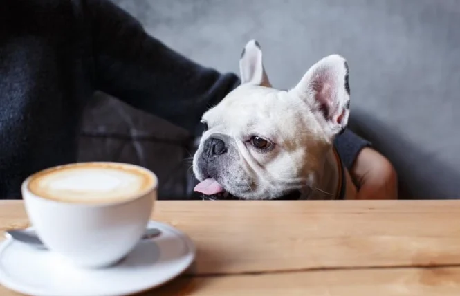 狗喝了咖啡