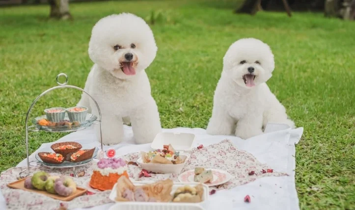 國際級寵物營養師證照