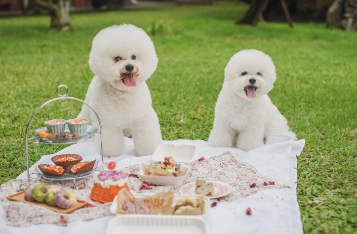 國際級寵物營養師證照全攻略：報考資格、課程內容與職業前景深度解析