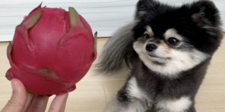 狗吃火龍果血尿