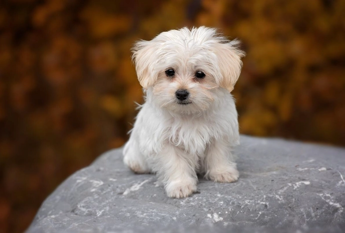 狗狗便秘水果指南：安全有效的自然療法與注意事項