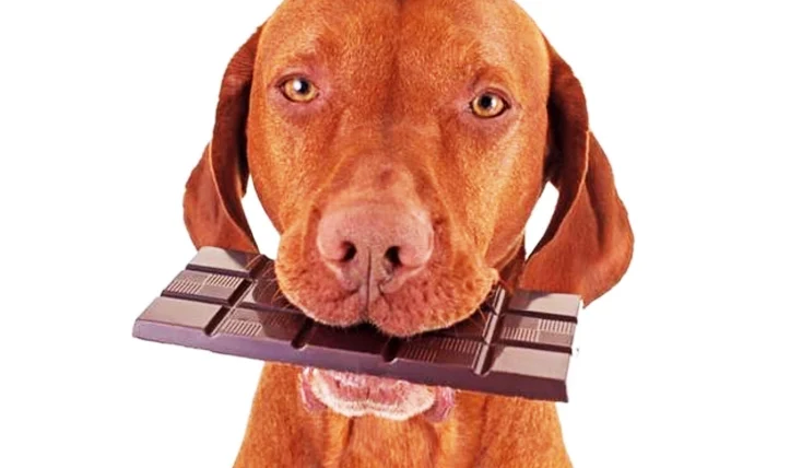 狗可以吃巧克力嗎