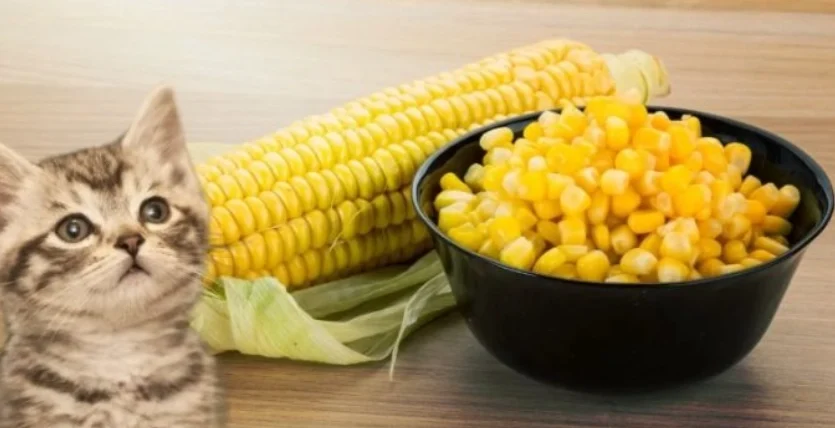 貓咪可以吃糯米玉米嗎