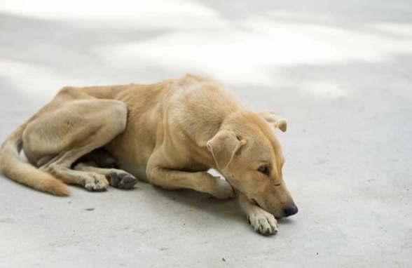 被狗咬多久打狂犬病