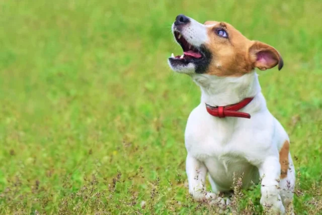 狗狗一直嗚嗚叫