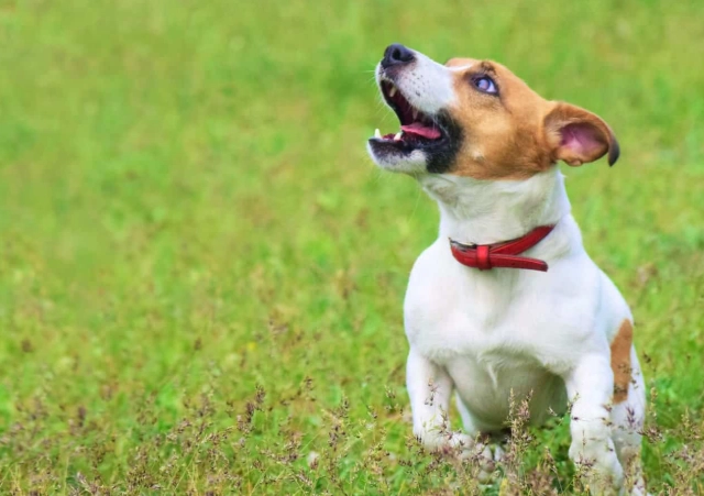 狗狗一直嗚嗚叫怎麼辦？10種原因與解決方法全解析