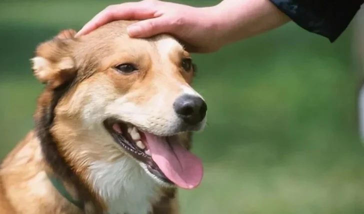 狗狗前庭神經炎初期
