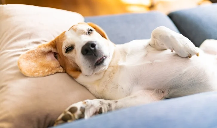 狗狗嚶嚶叫的原因