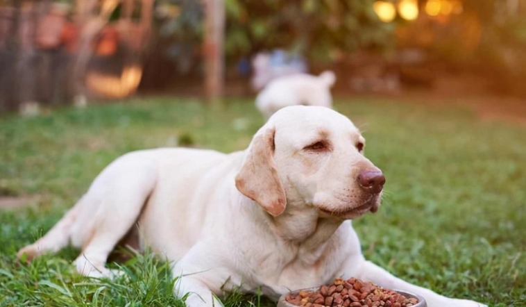 狗狗消化時間全解析：從食物到排泄的完整指南與實用建議