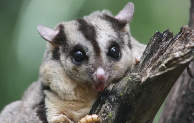 蜜袋鼯多大可以吃蟲