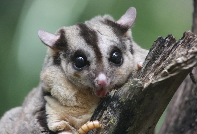 蜜袋鼯多大可以吃蟲？完整飼養指南與關鍵時機解析