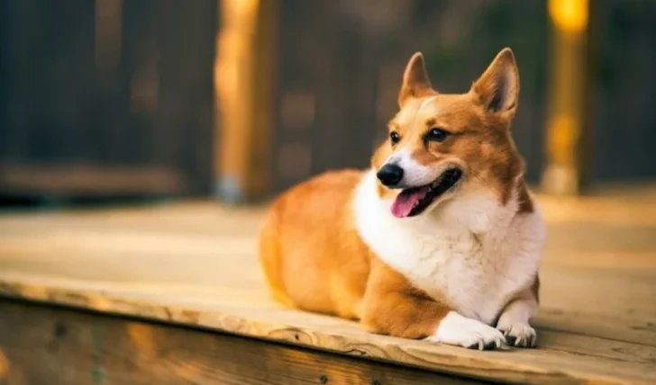 狗狗消化不良拉肚子