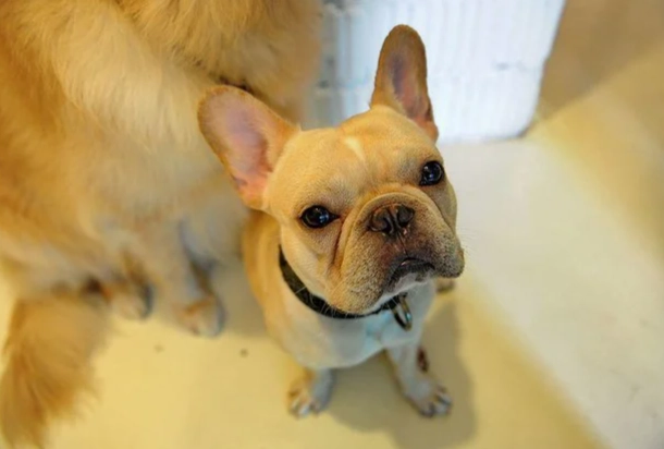 狗狗皮膚炎治療