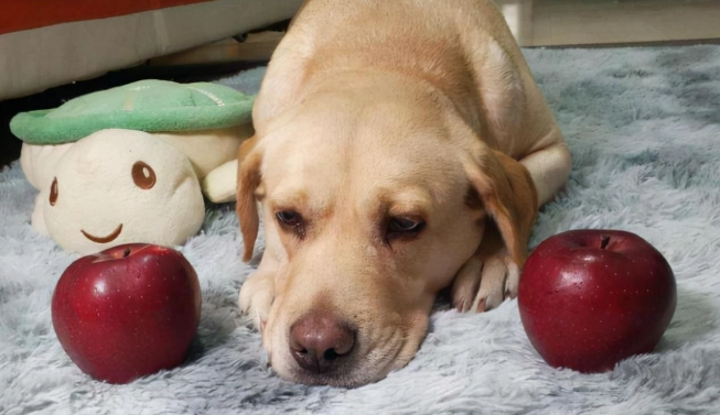 幼犬可以吃蘋果嗎