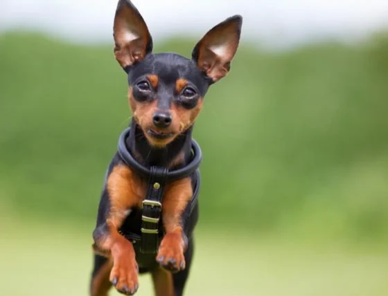 寵物益生菌推薦