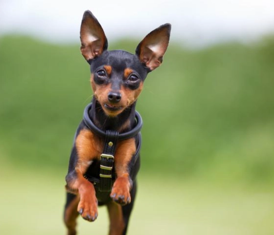 寵物益生菌推薦指南：毛孩腸胃保健的關鍵選擇與品牌比較