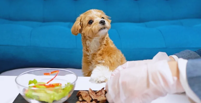 狗狗尿血的原因