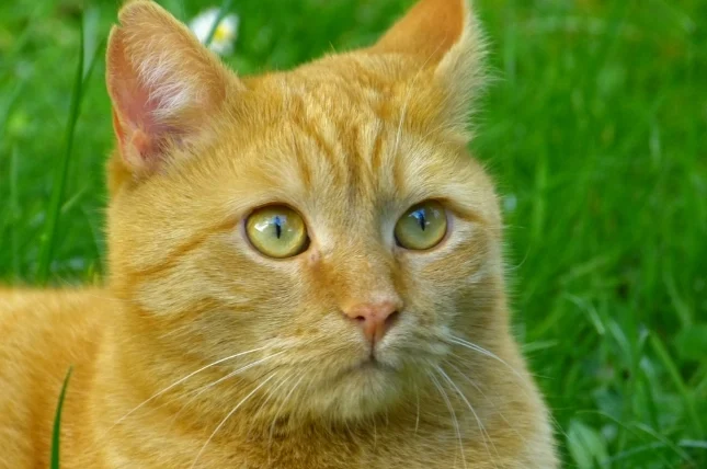 法米納貓飼料無穀