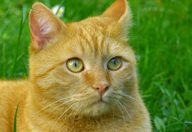 法米納貓飼料無穀系列深度解析：從成分到實際餵食體驗