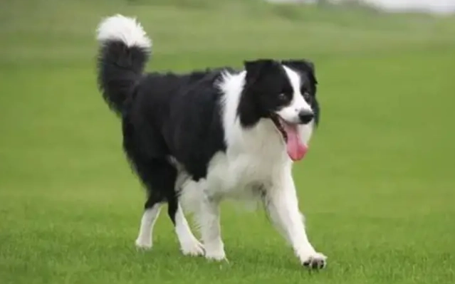 喜樂蒂邊境牧羊犬差別
