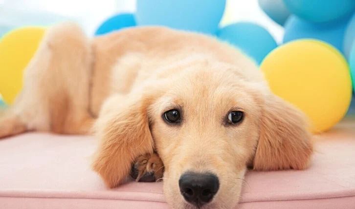 狗狗潔牙水有用嗎