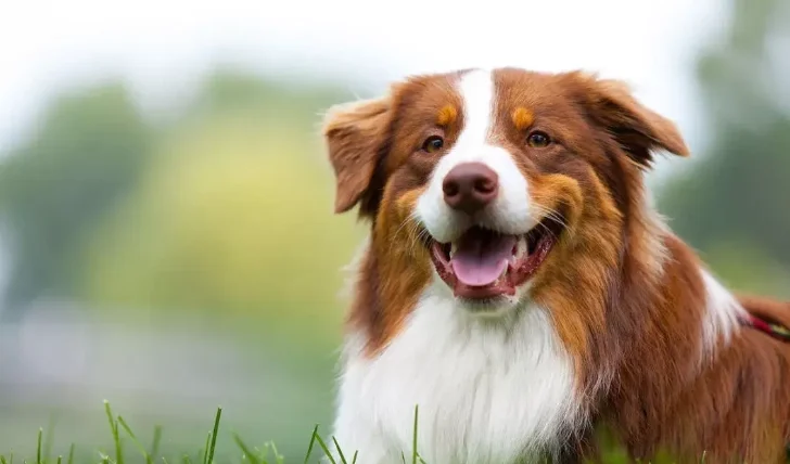 狗狗結紮可以出門嗎