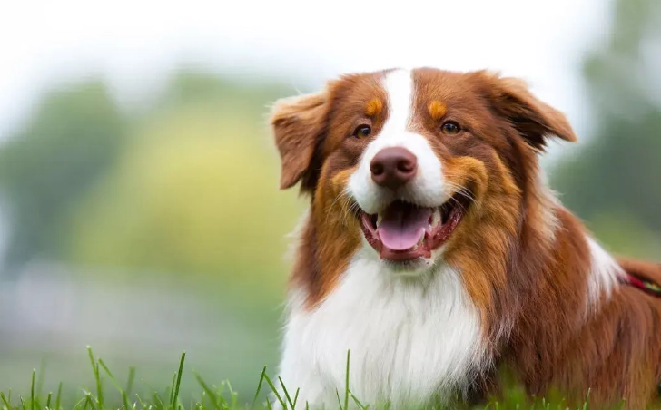 狗狗結紮後何時可以出門？獸醫詳解安全時機與注意事項