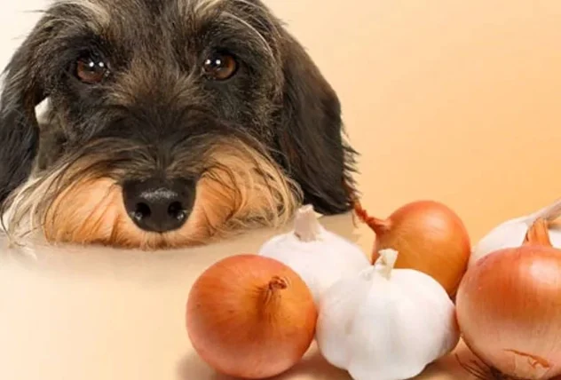 狗吃蒜頭會怎樣