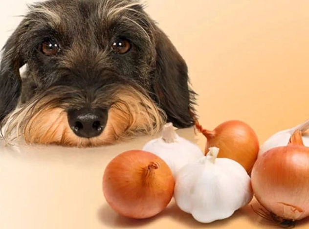 狗吃蒜頭會怎樣？獸醫詳解中毒症狀、急救步驟與預防方法