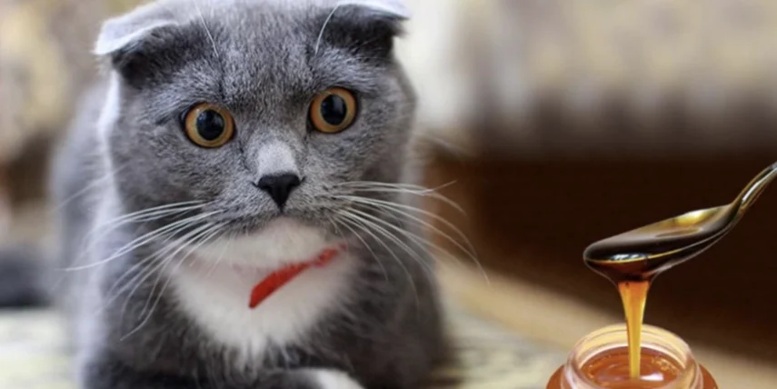 貓可以吃蜂蜜嗎