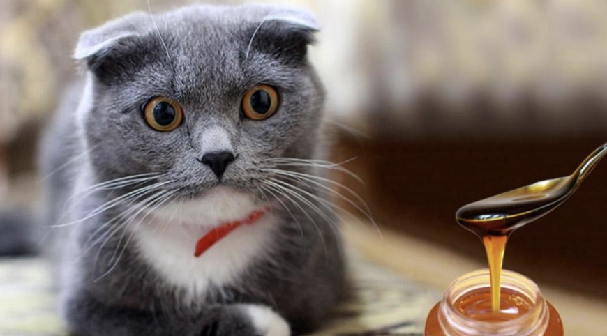 貓可以吃蜂蜜嗎？專家解析安全風險與餵食指南