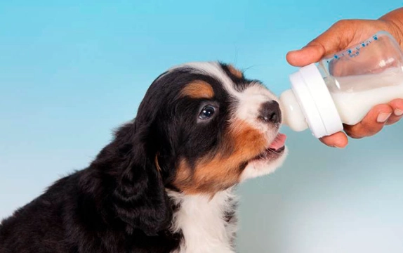 狗狗可以喝無乳糖牛奶嗎