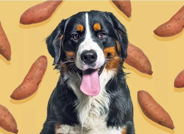 狗狗可以吃番薯嗎？獸醫解析營養價值、風險與正確餵食法
