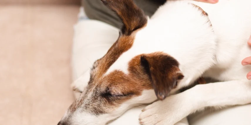 狗狗吃到巧克力症狀