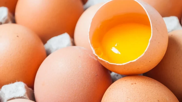 狗可以吃蛋黃嗎