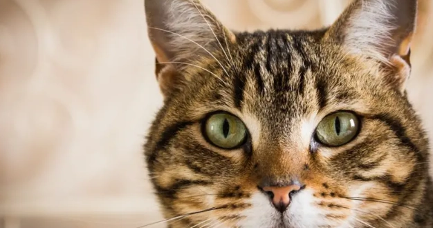 貓咪牙周病治療費用