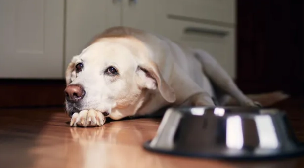 狗食朱古力症状