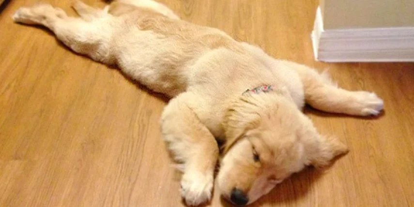 狗前庭神經炎飲食