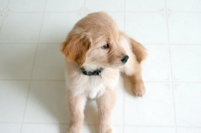 狗狗一直轉圈圈是什麼意思