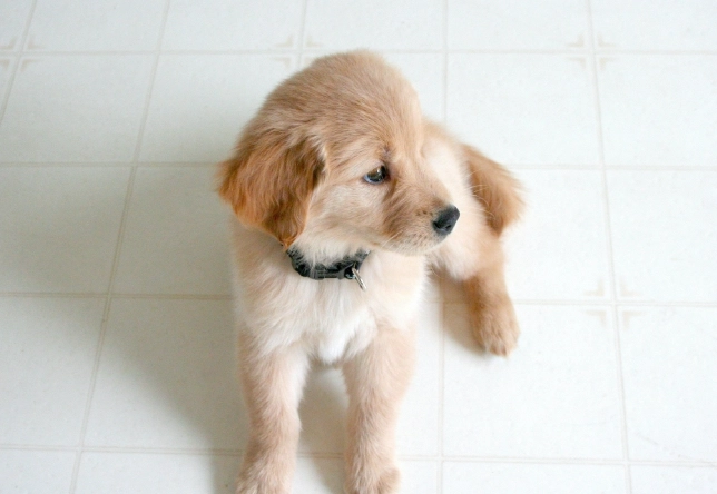 狗狗一直轉圈圈是什麼意思？獸醫解析原因與健康警訊